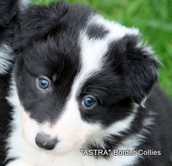 black and white FEMALE border collie puppy